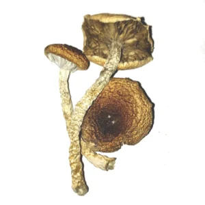 Lizard king Mushrooms