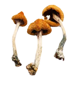 Psilocybe Azurescens Magic mushrooms