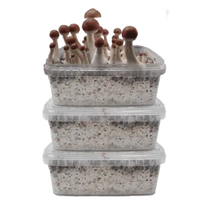 Three Magic Mushroom Grow kits Special Offer