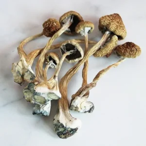 Z-Strain Magic Mushrooms strain