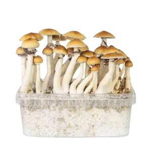 Magic Mushroom Grow Kit Golden Teacher by Mondo